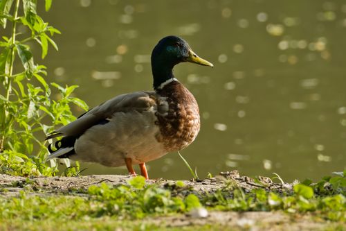 Free A mallard duck standing by a pond at Salzgitter, showcasing vibrant plumage. Stock Photo