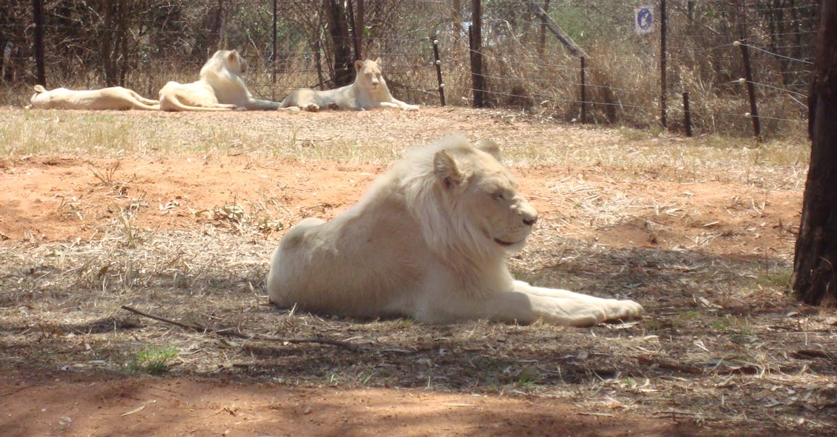 Free stock photo of White Lions