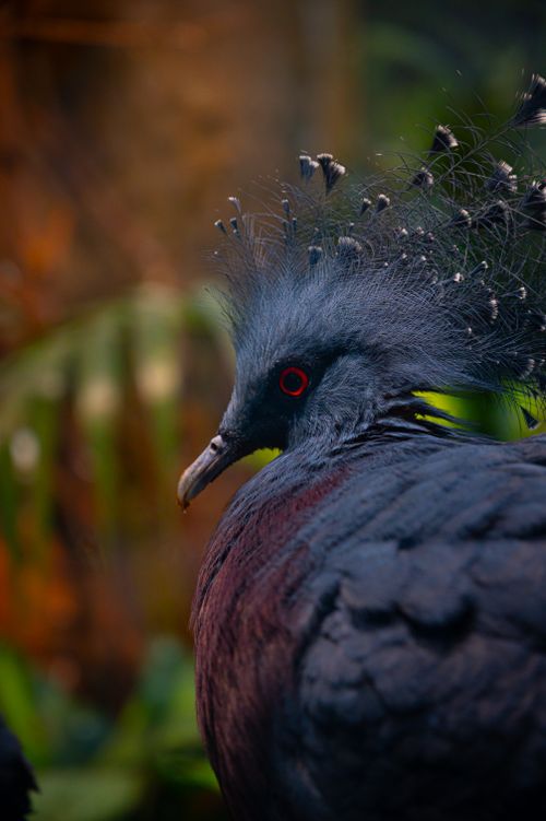 Free Detailed portrait of a Victoria Crowned Pigeon with striking plumage in a vibrant garden setting. Stock Photo