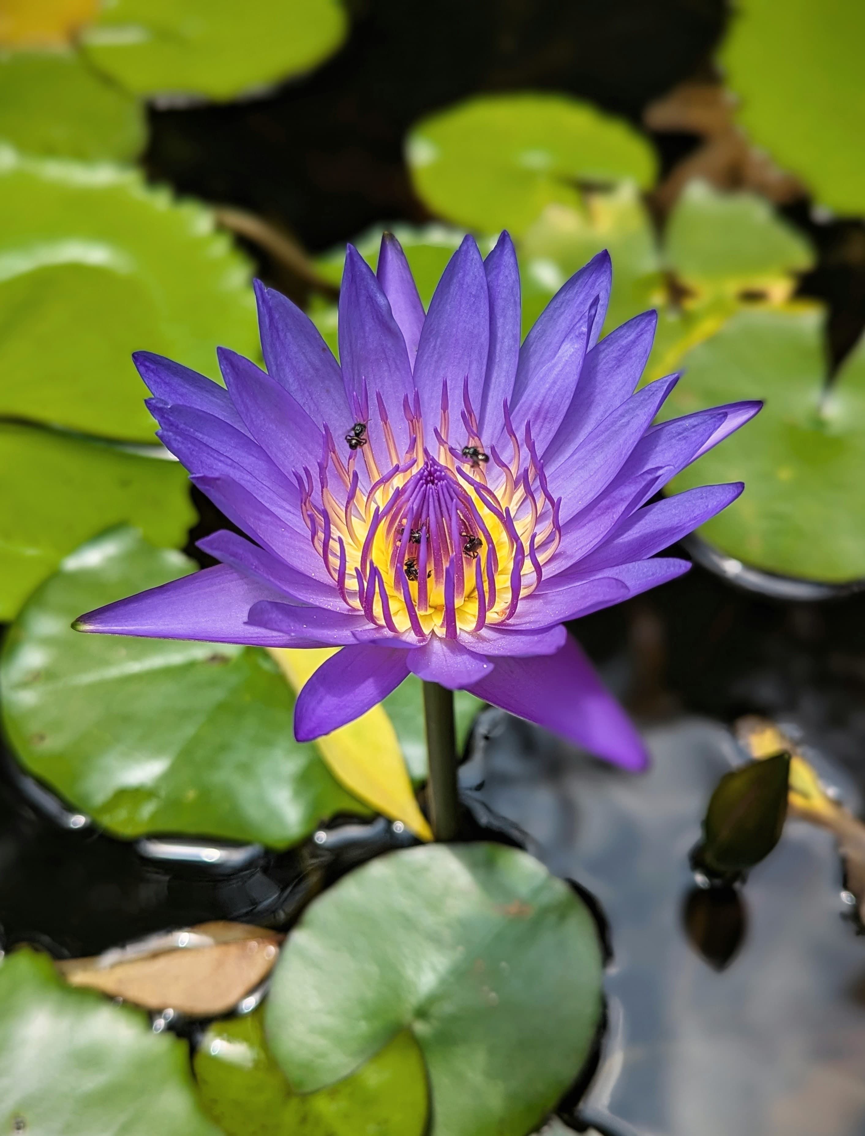 Vibrant Purple Water Lily with Bees in Sri Lanka · Free Stock Photo