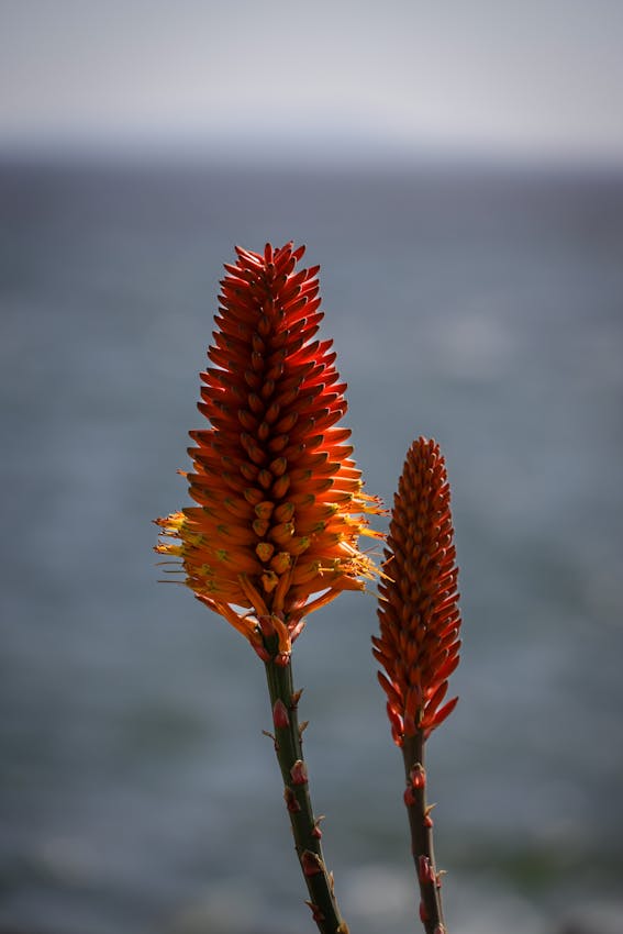 Unlocking the Secret to Thriving Aloe Vera: The Kitchen Liquid You Didn't Know You Needed
