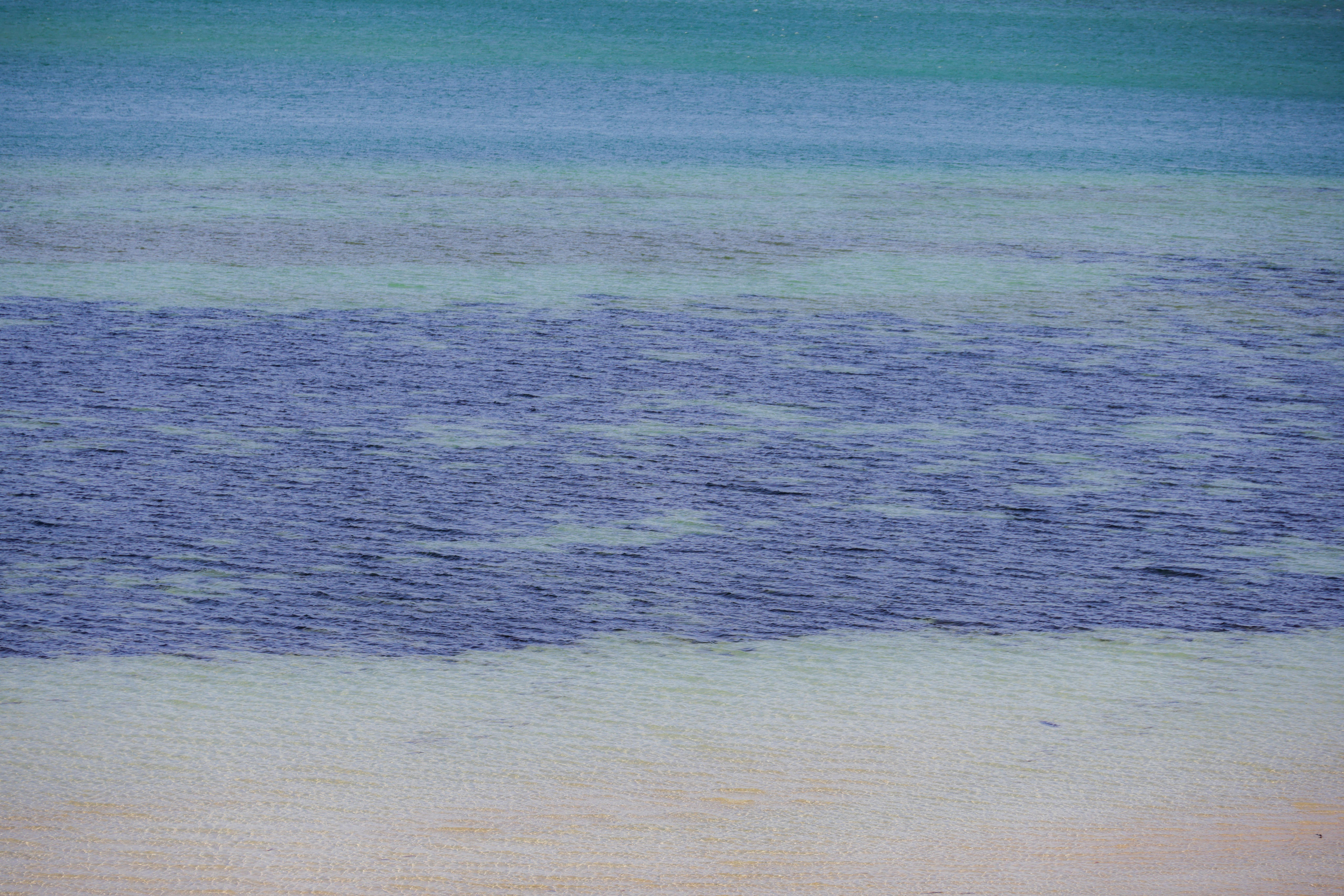 Unveiling the Secret Origins of Oceanic Scents