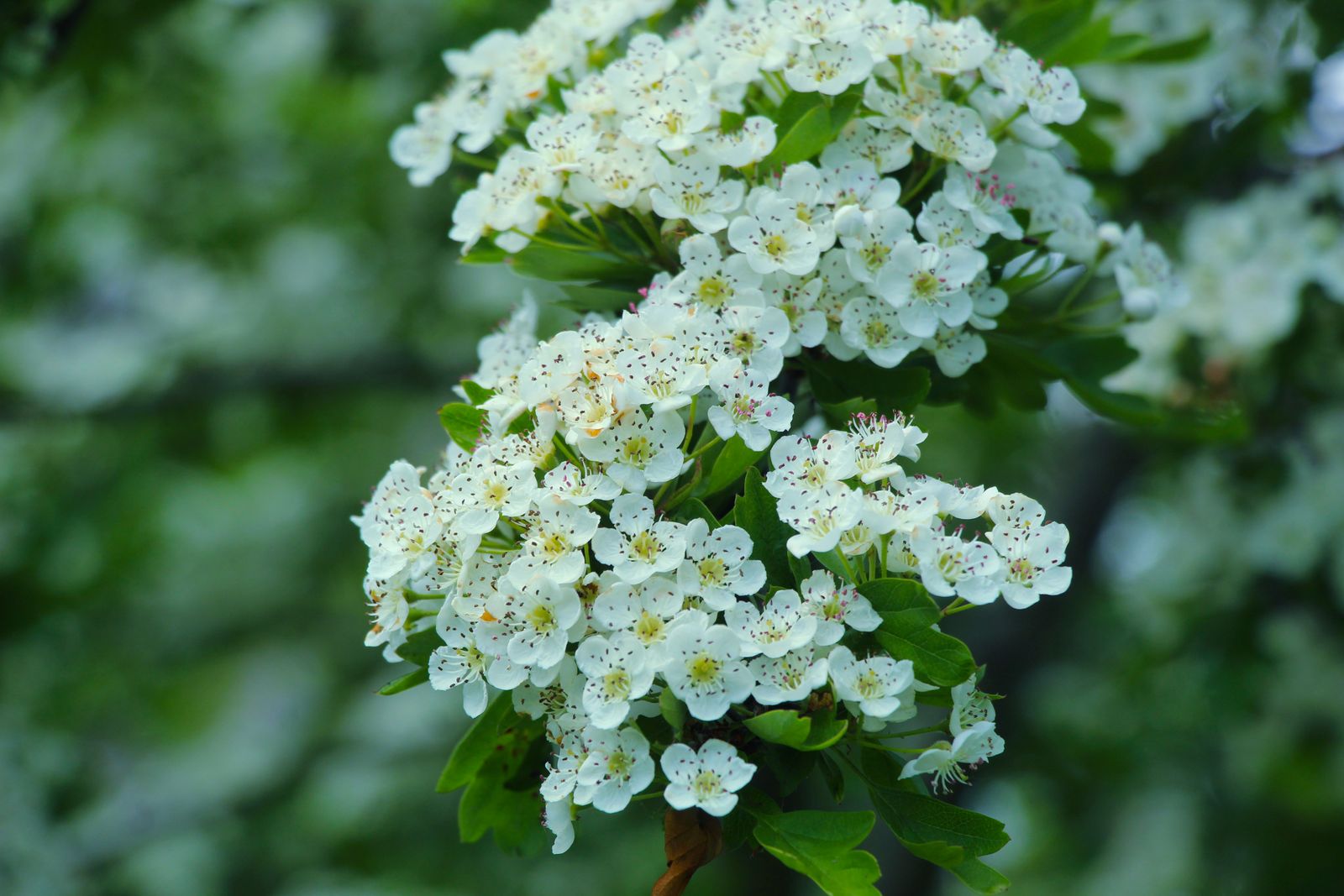 Clusters of small white hawthorn flowers among green leaves