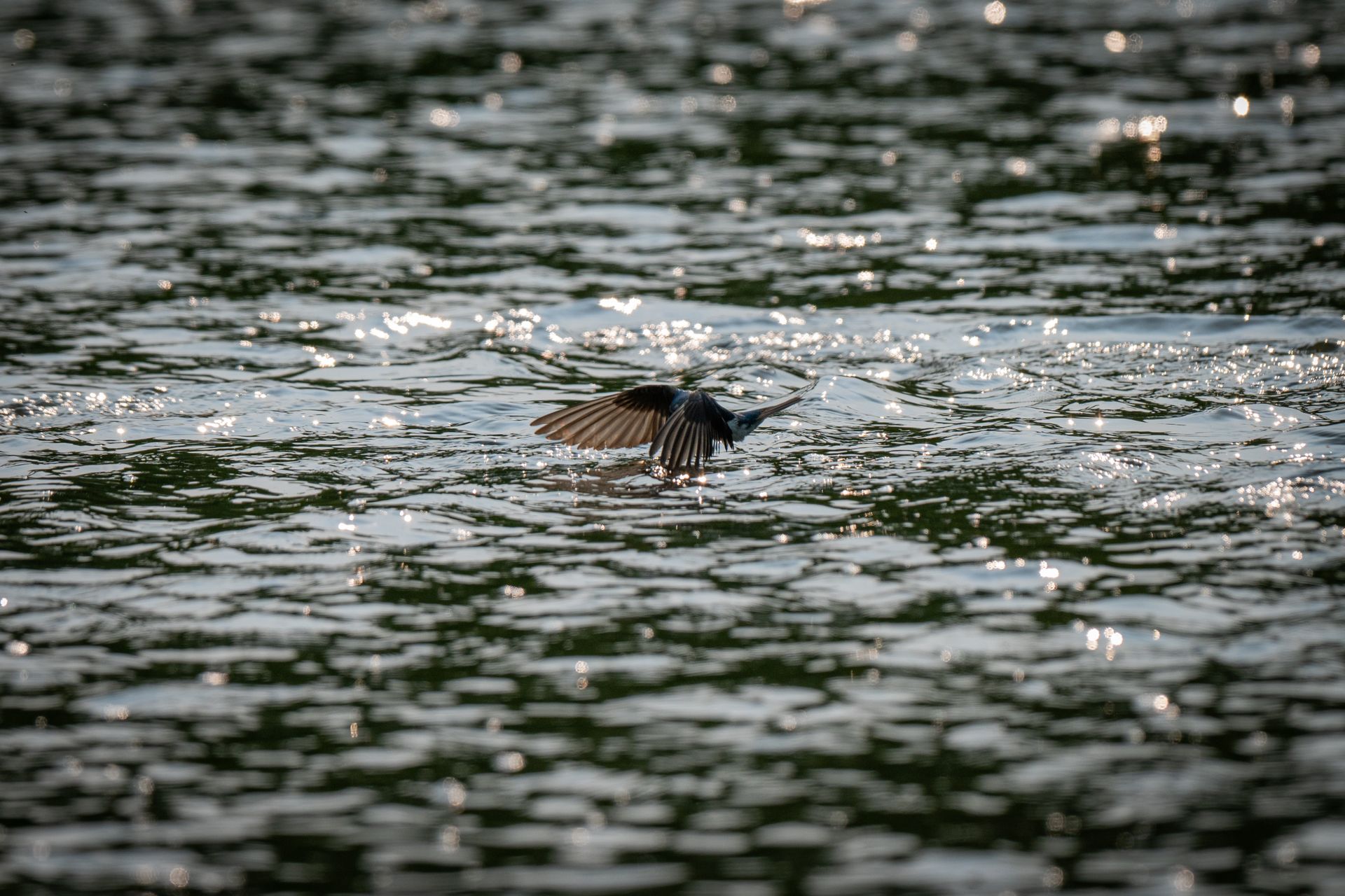 A bird gracefully glides over a shiny, rippled water surface, capturing sunlight reflections.