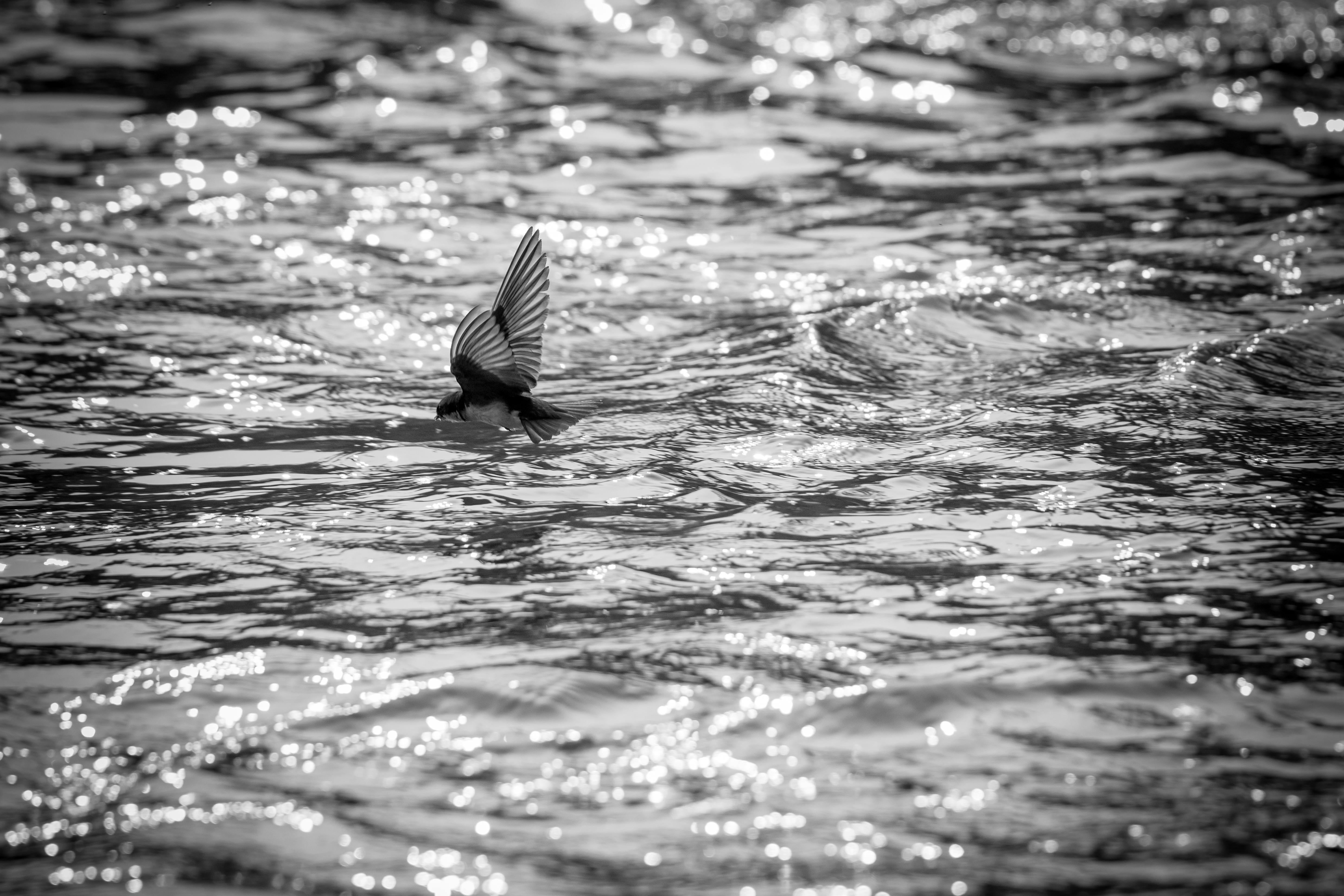 A black and white photo of a bird diving into shimmering water, capturing motion and light.