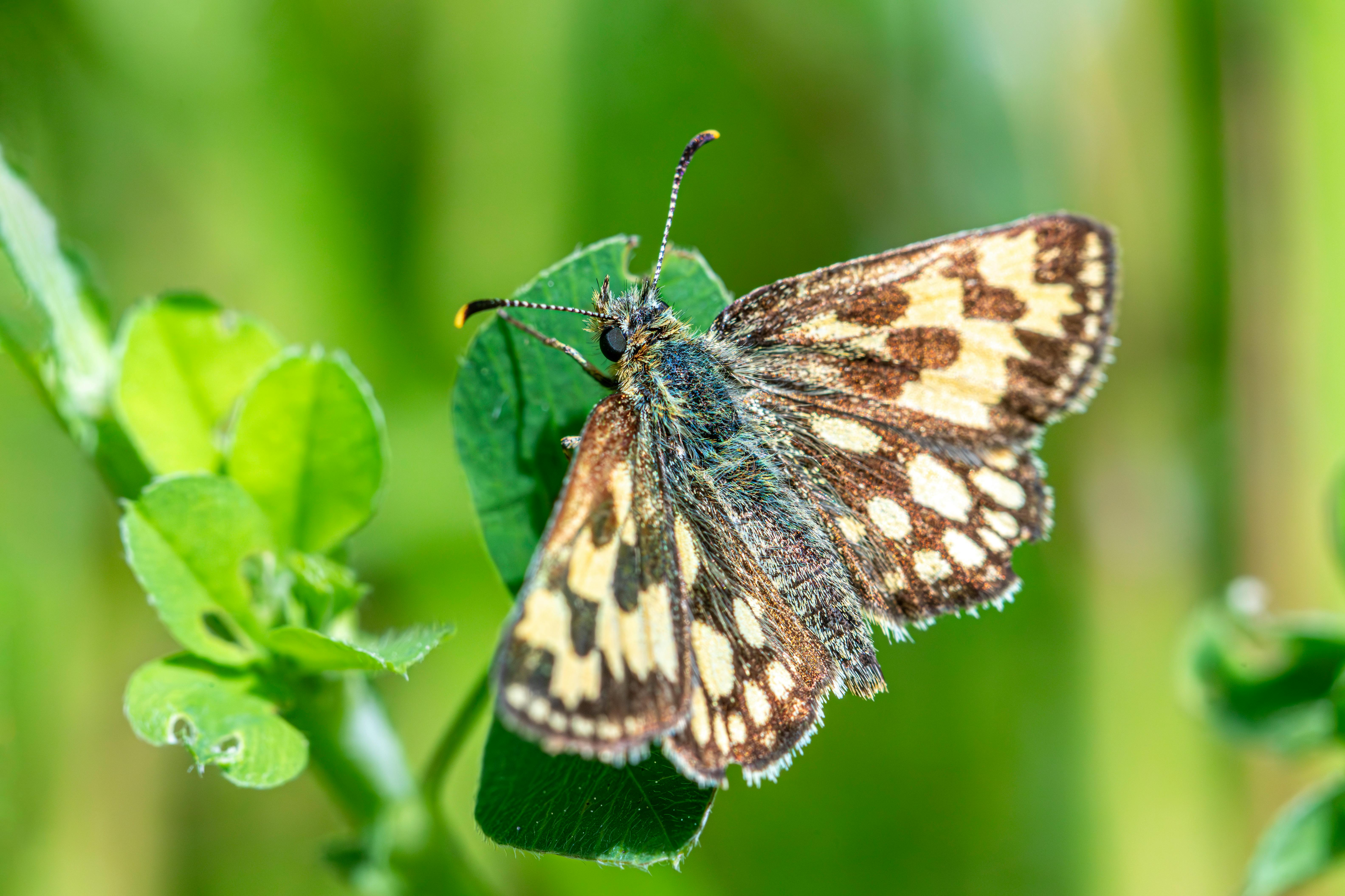 Safety Protocols and Medical Consultation Indications