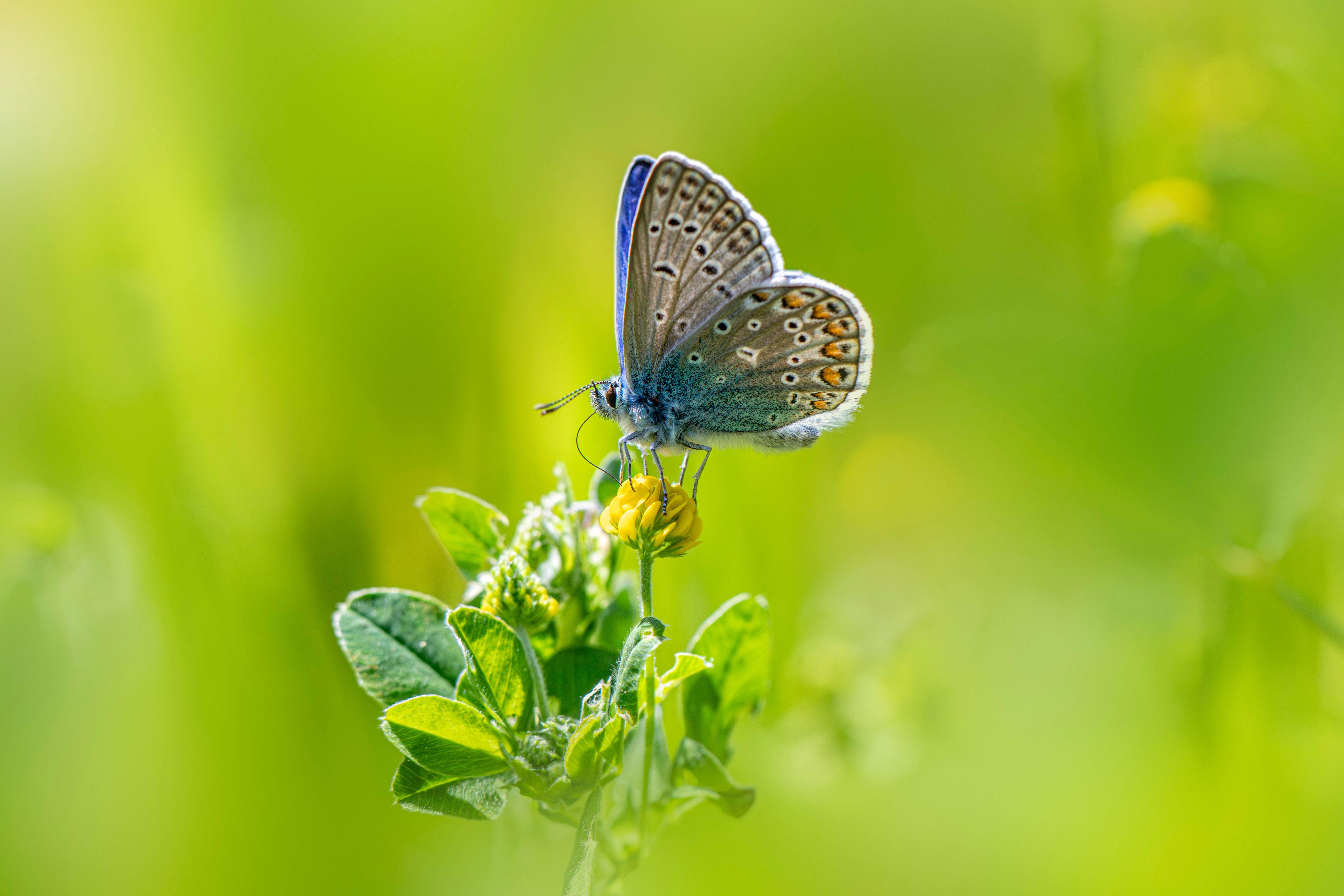 vibrant-common-blue-butterfly-on-meadow-flower-free-stock-photo