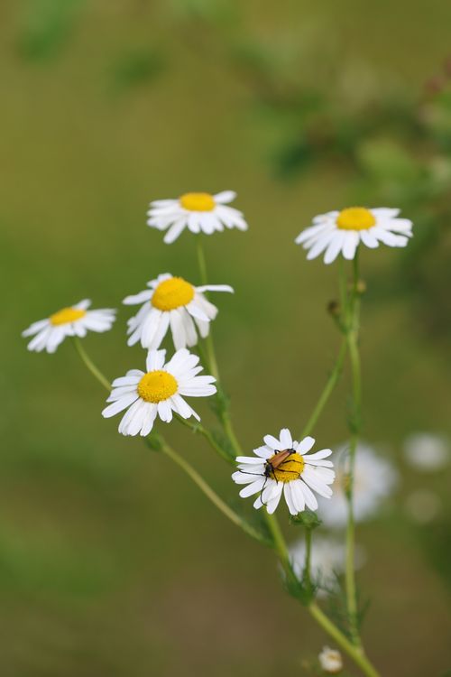 Free A serene image of chamomile flowers with a lush green background, capturing nature's beauty. Stock Photo
