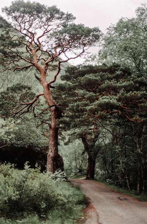 Fotobanka s bezplatnými fotkami na tému 35 mm, cesta, lesy