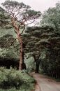 一条蜿蜒的道路穿过苏格兰乡村郁郁葱葱的森林，展现了大自然的宁静