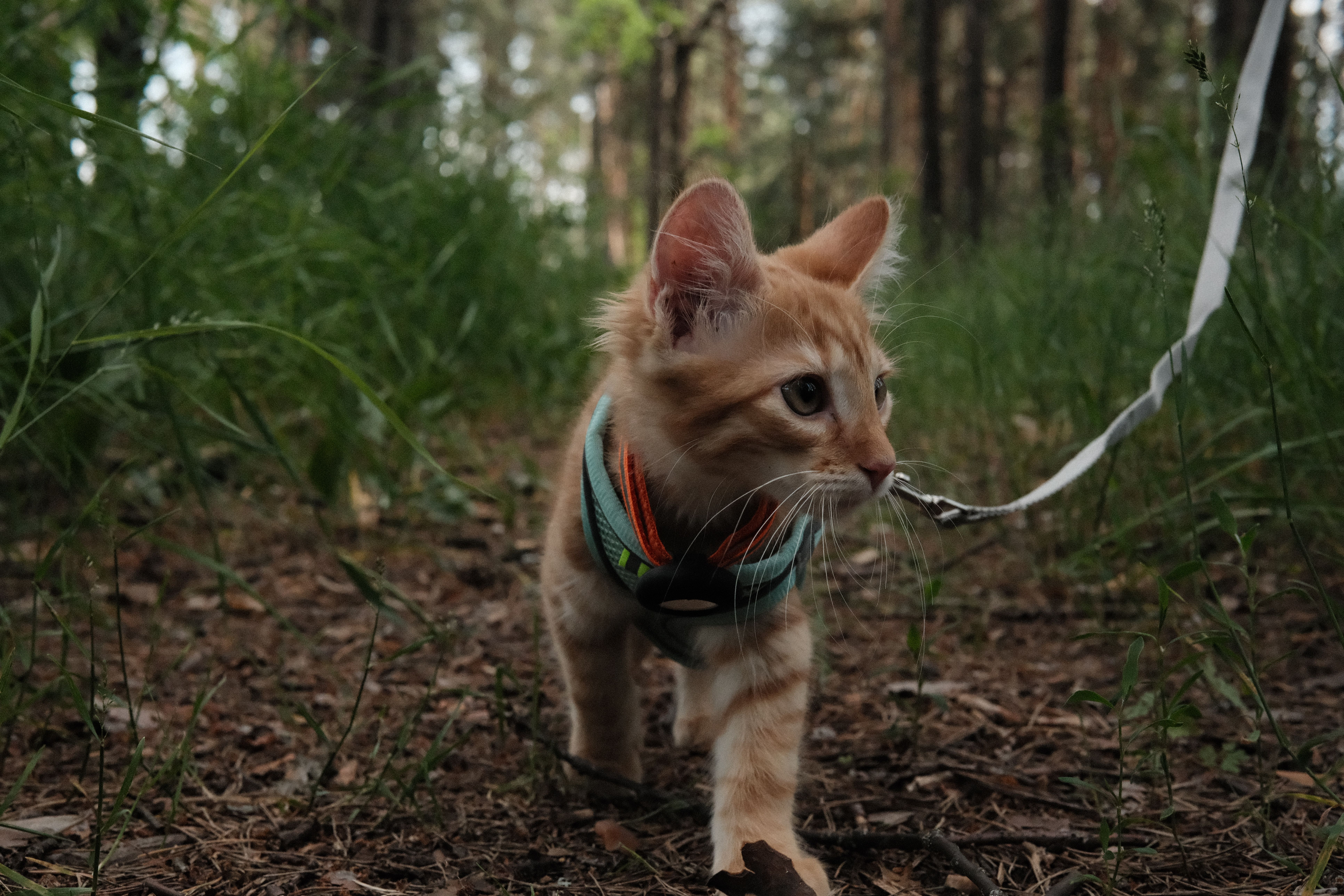 5 Summer Pet Safety Products Every Dog and Cat Owner Should Have