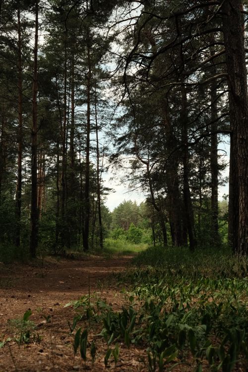 Free A serene path winds through a lush pine forest in Pylypovychi, Ukraine. Stock Photo