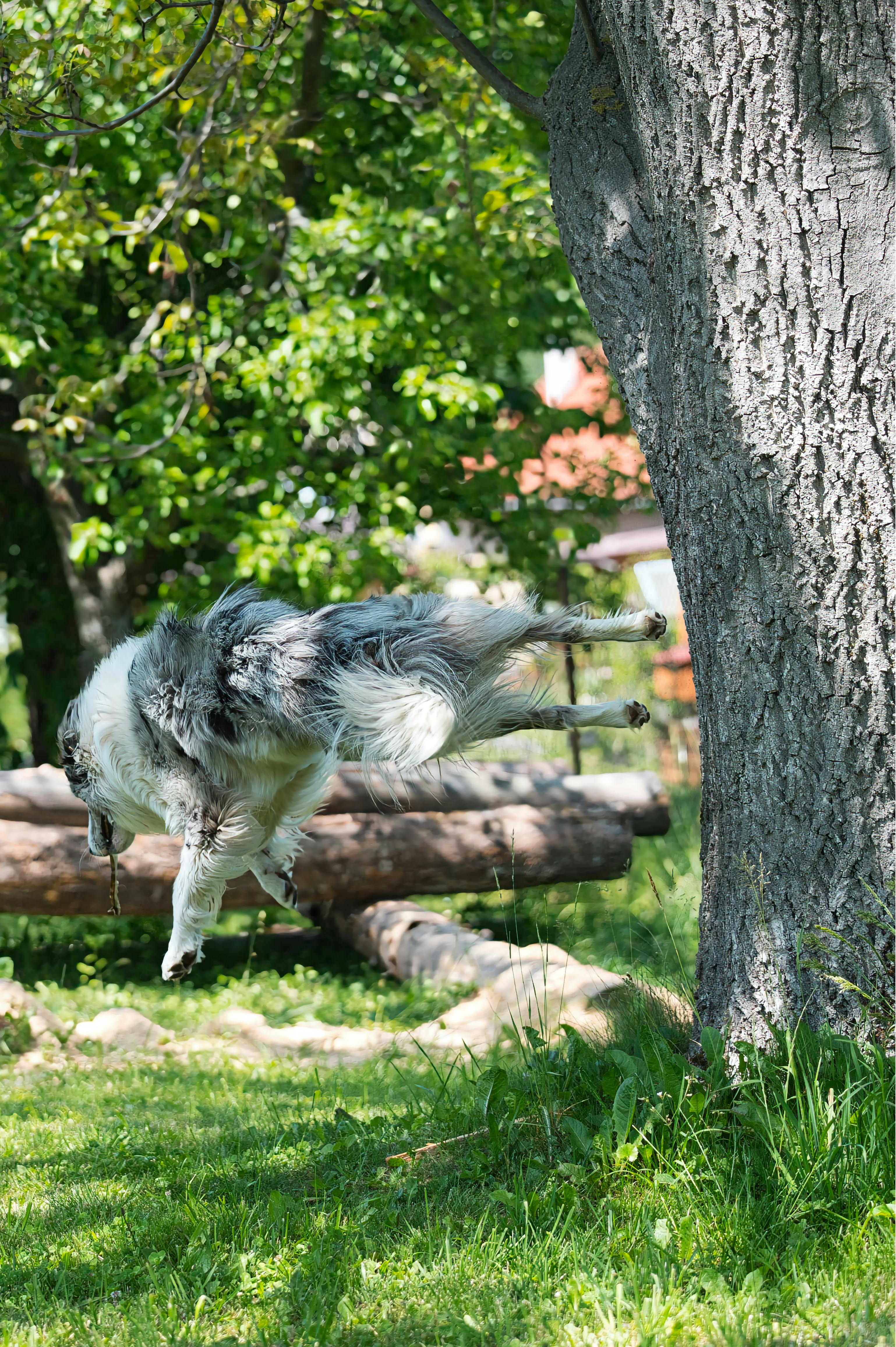 Federation dog care moment for companion dogs with calm training focus