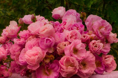 Free flowers pink Stock Photo