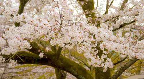 Free Sakura cherry blossam Stock Photo