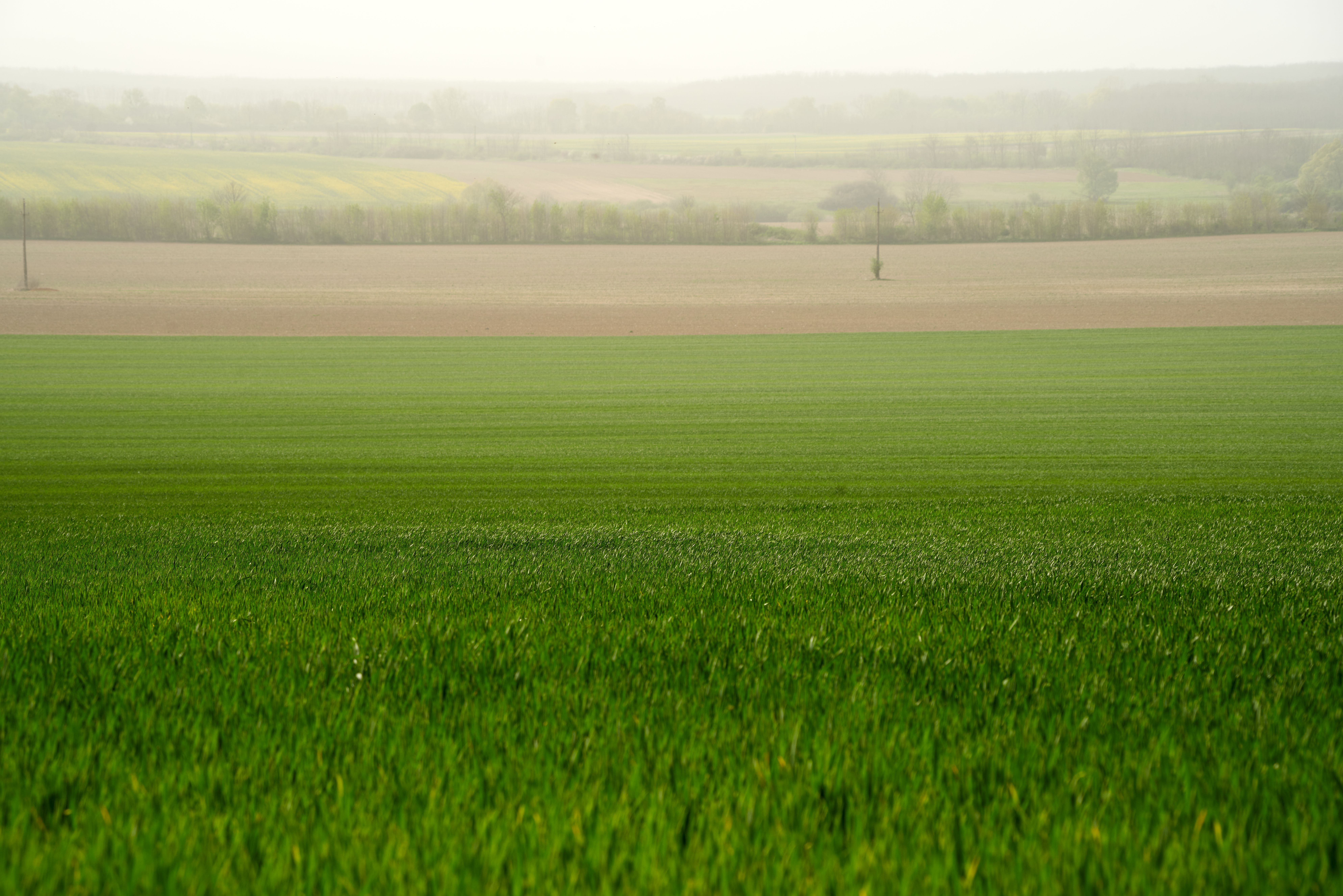 Scenic view of lush green fields in Türje, Hungary, under a soft, misty sky.
