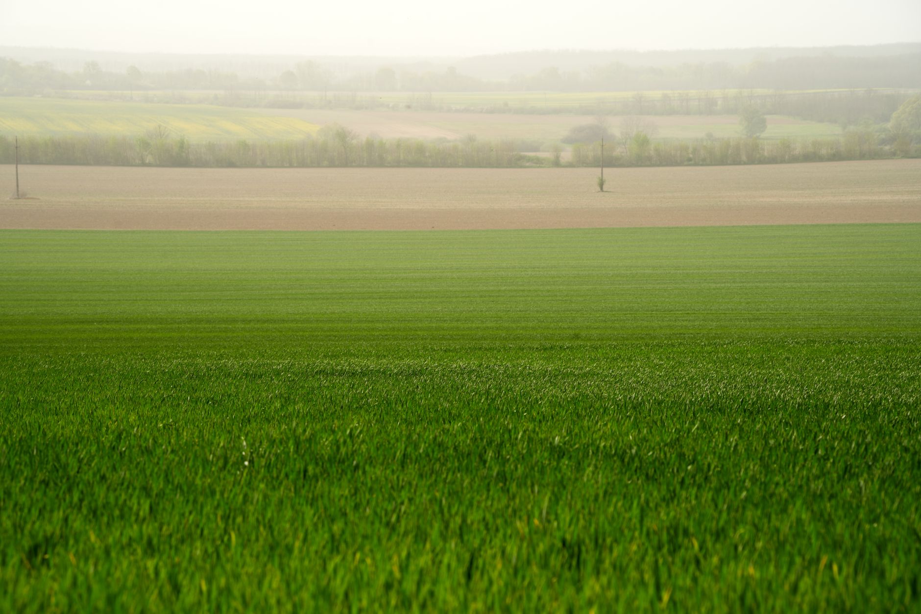 Scenic view of lush green fields in Türje, Hungary, under a soft, misty sky. — photo by Barnabas Davoti / Pexels