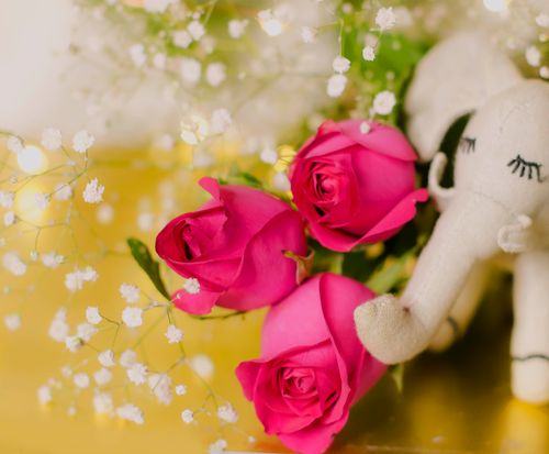Free Pink roses and a toy elephant Stock Photo