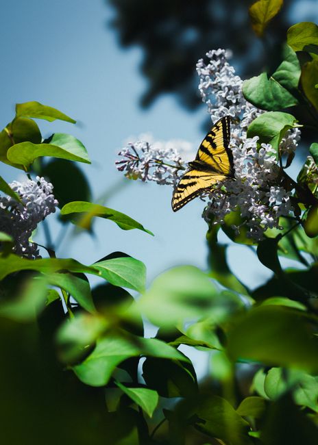 A vibrant Eastern Tiger Swallowtail butterfly perched on blooming lilac flowers in a sunlit garden.