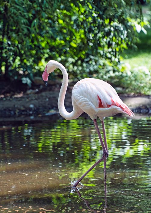 Free A graceful flamingo stands in a tranquil pond, showcasing its elegant pose and vibrant pink feathers. Stock Photo