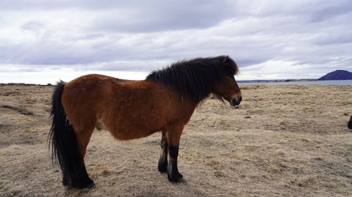 Free A solitary Icelandic horse in a vast open field, showcasing natural beauty. Stock Photo