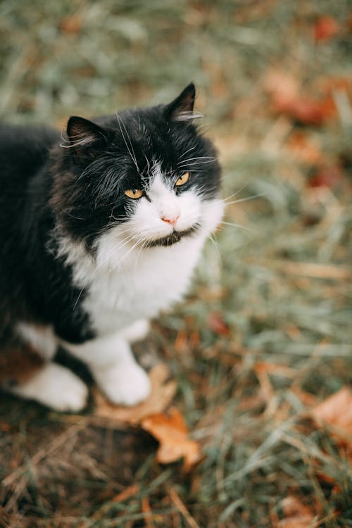 Chat Noir Et Blanc Sur Champ D'herbe Verte