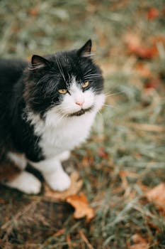 在户外秋天的树叶中，那只迷人的黑白猫眼睛格外引人注目