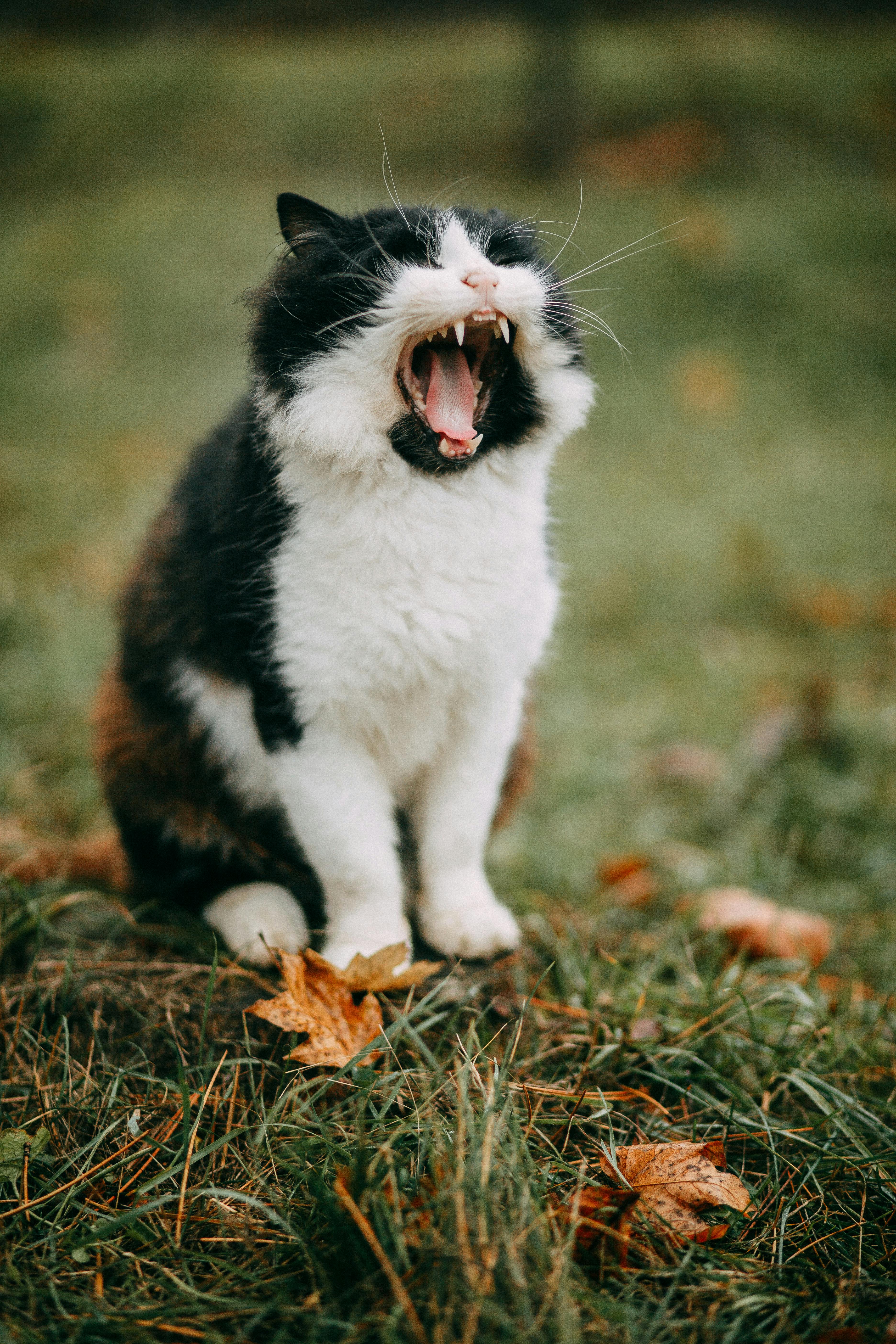 Ücretsiz bağırma, bicolor kedi, çim stok fotoğrafı