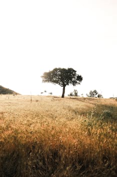 A solitary tree stands in a bright, sunlit field of golden grass under a clear sky.