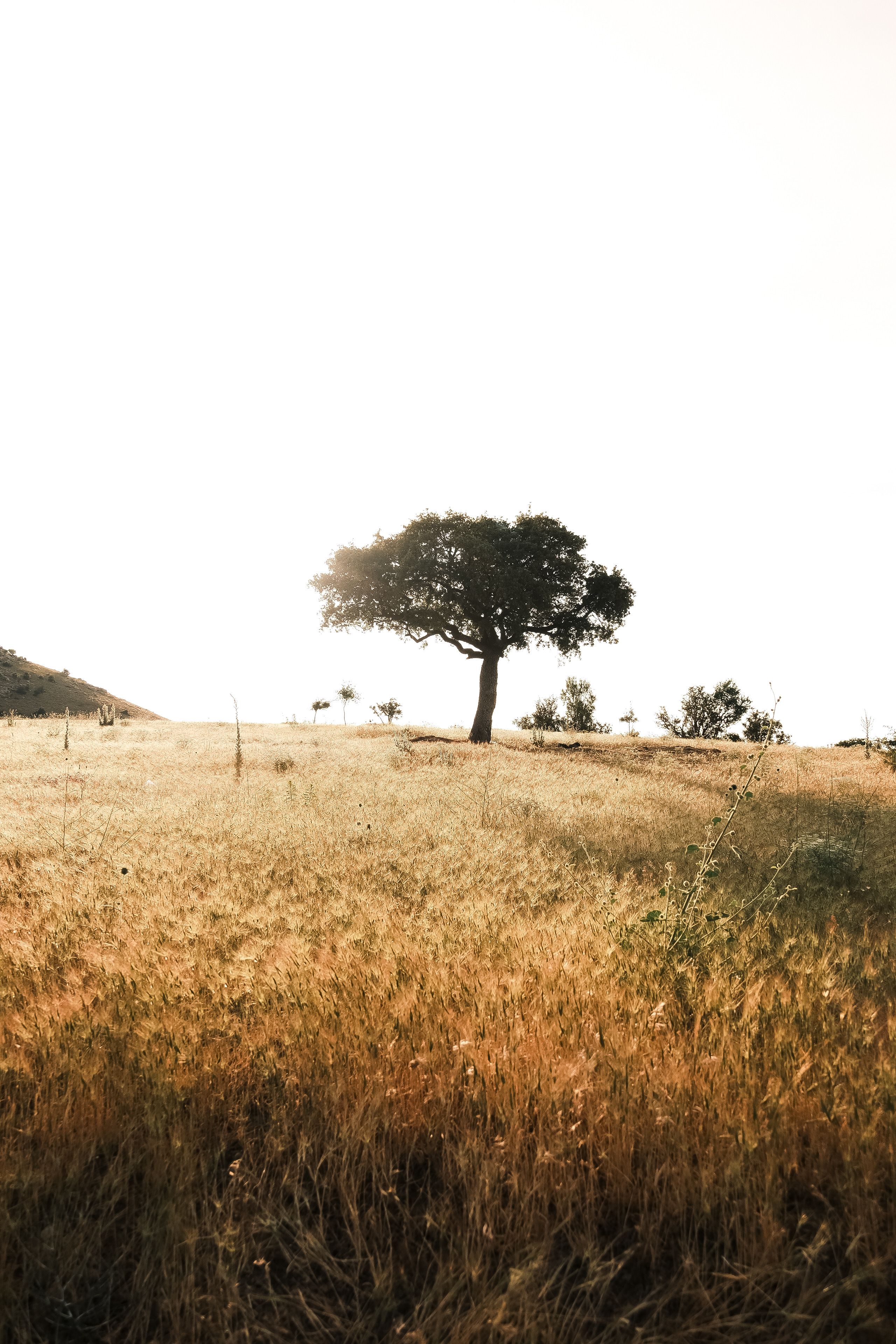 Lonely Tree in Sunlit Golden Field · Free Stock Photo