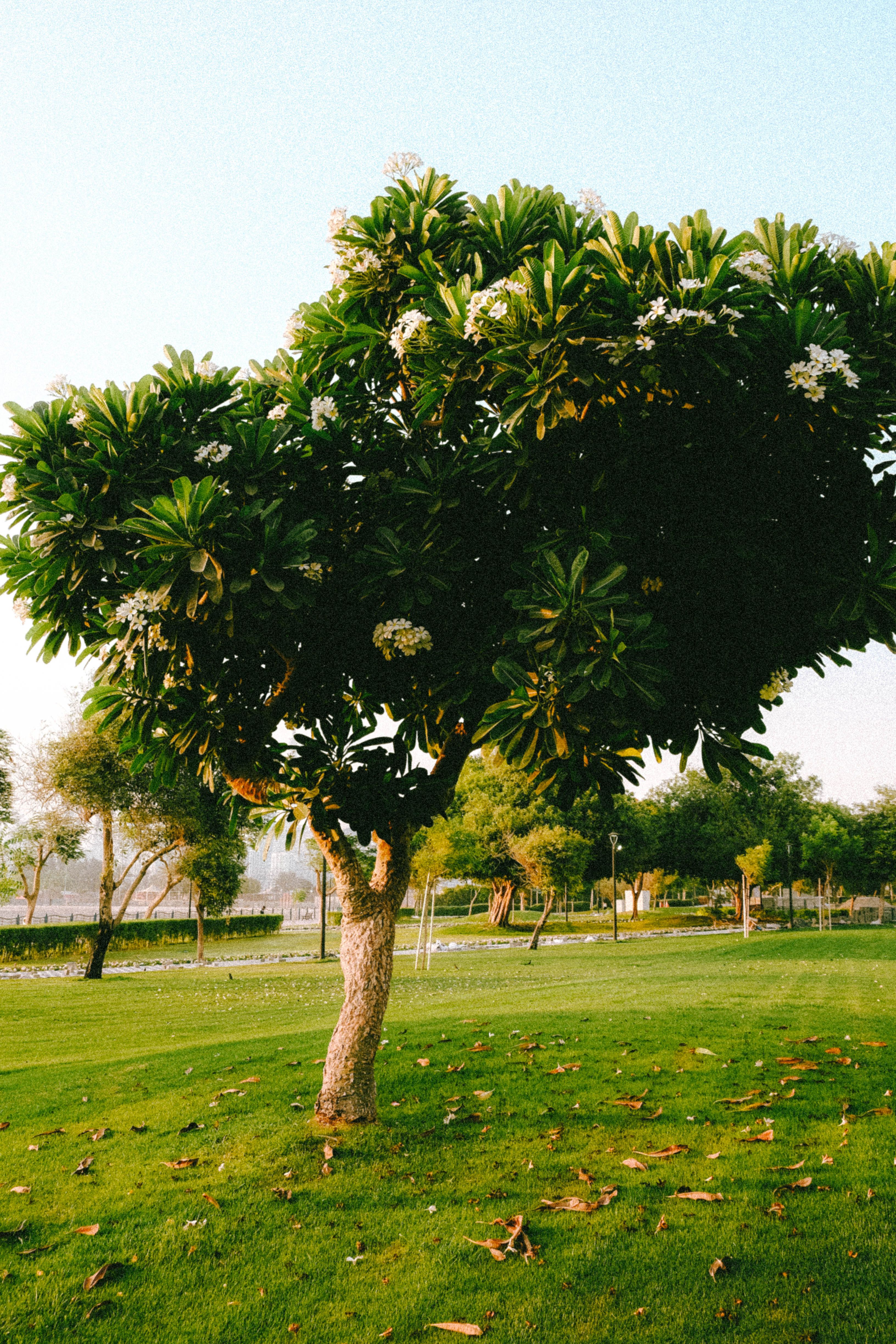 Al Barari imagery