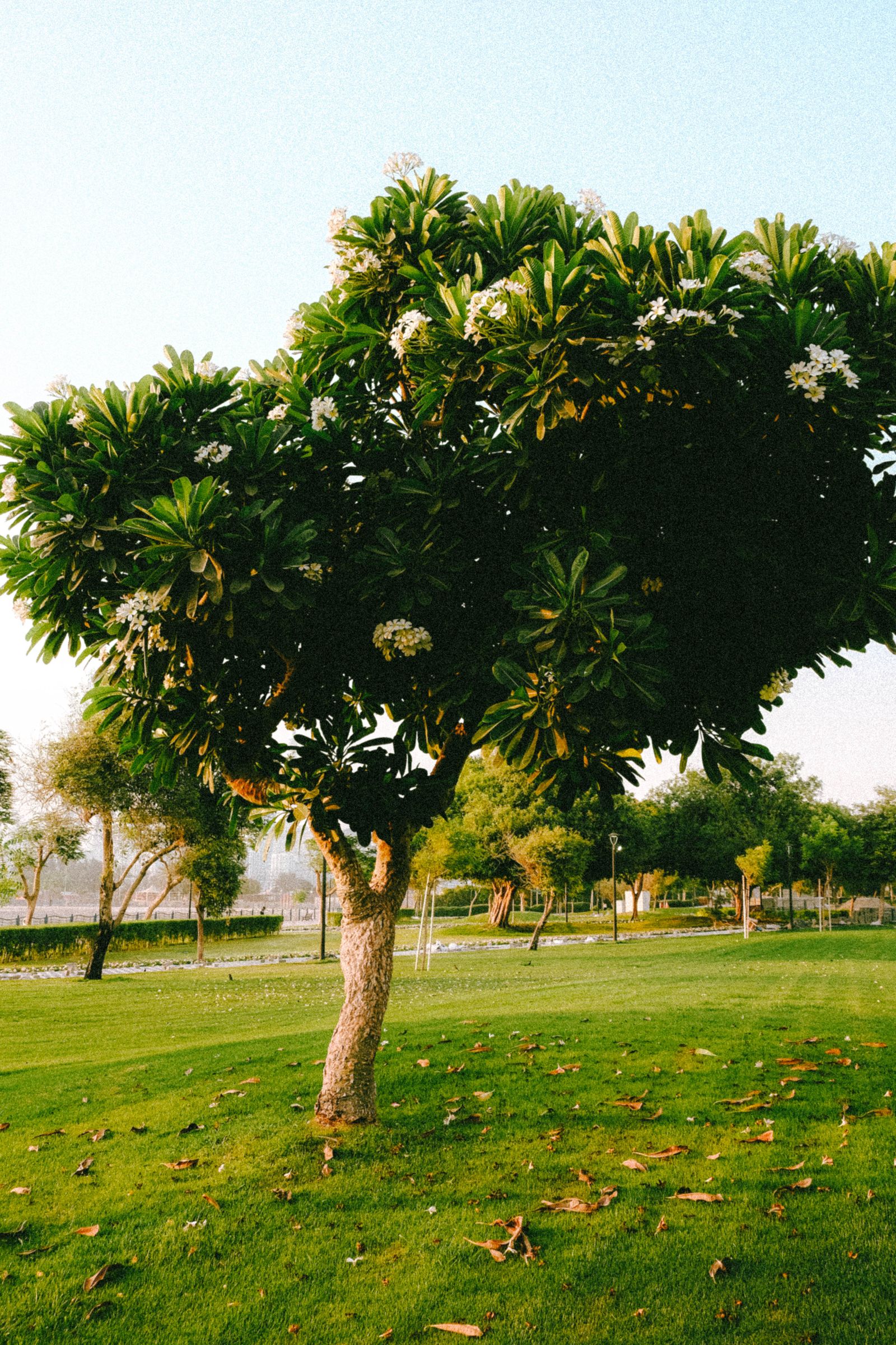 A frangipani tree on a green lawn in a Dubai park in warm late-afternoon light