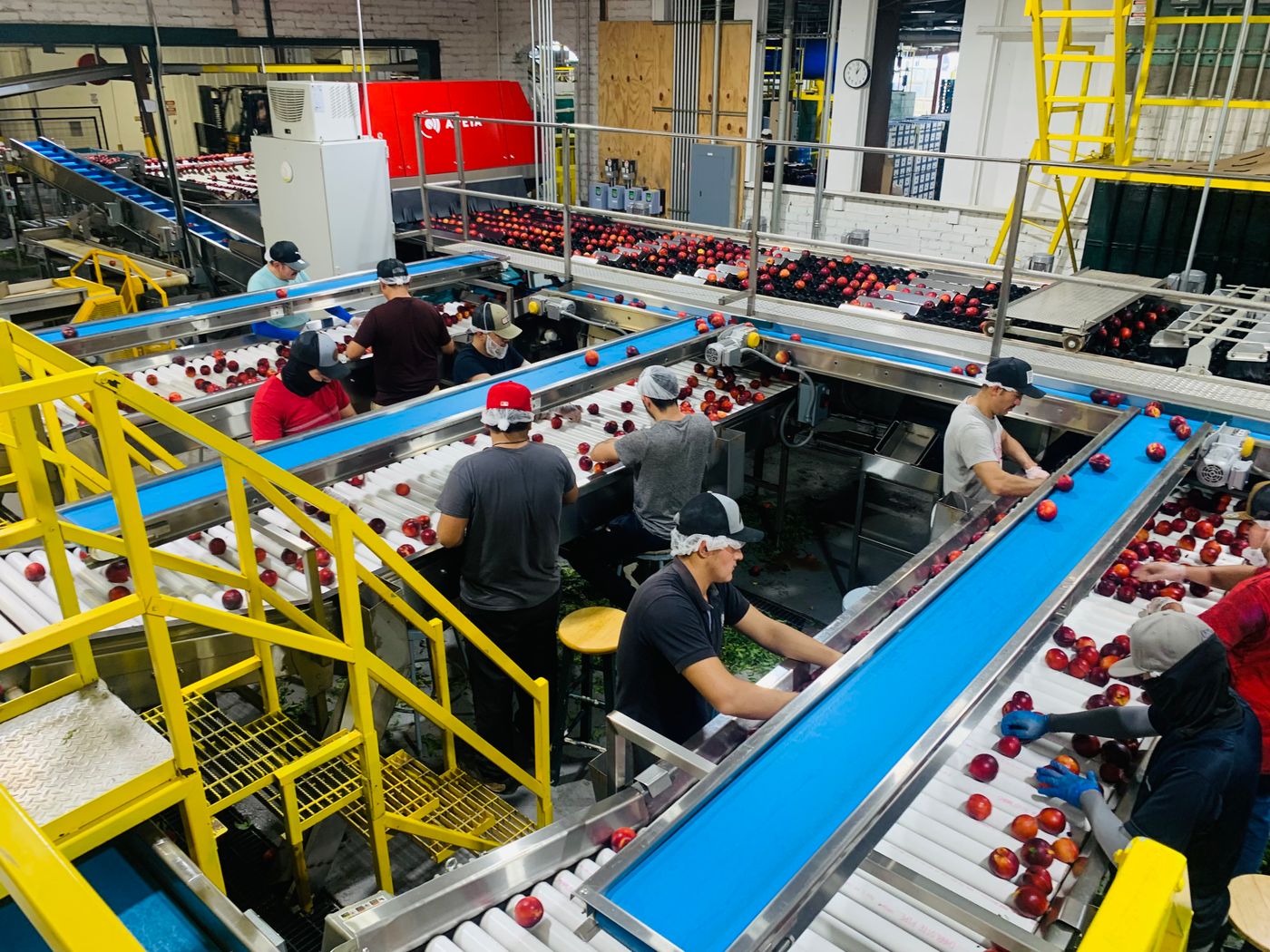 Workers sorting fresh red apples on a bright industrial packing line