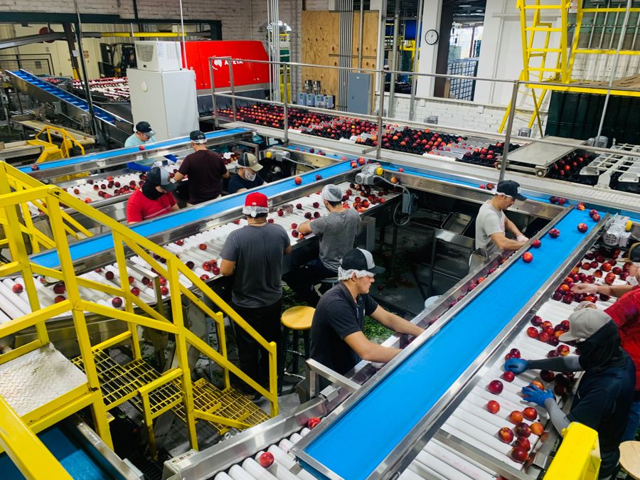 Food processing line at a manufacturing facility