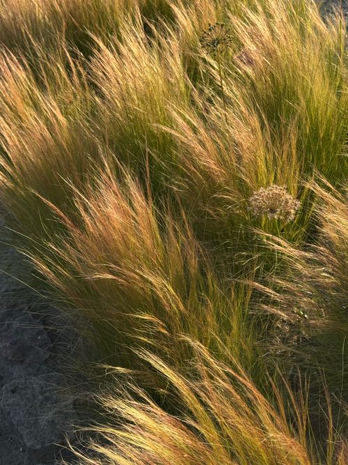 Free Soft golden grass illuminated by sunlight in summer, outdoor nature scene. Stock Photo