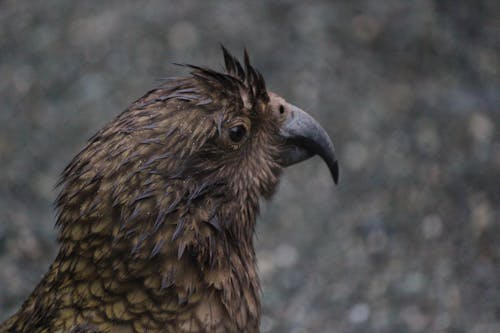 Foto d'estoc gratuïta de fotografia d'animals, retrat animal