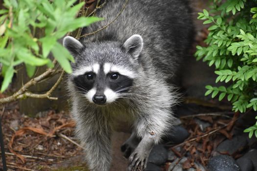 A raccoon exploring a garden surrounded by lush greenery, captured up close.