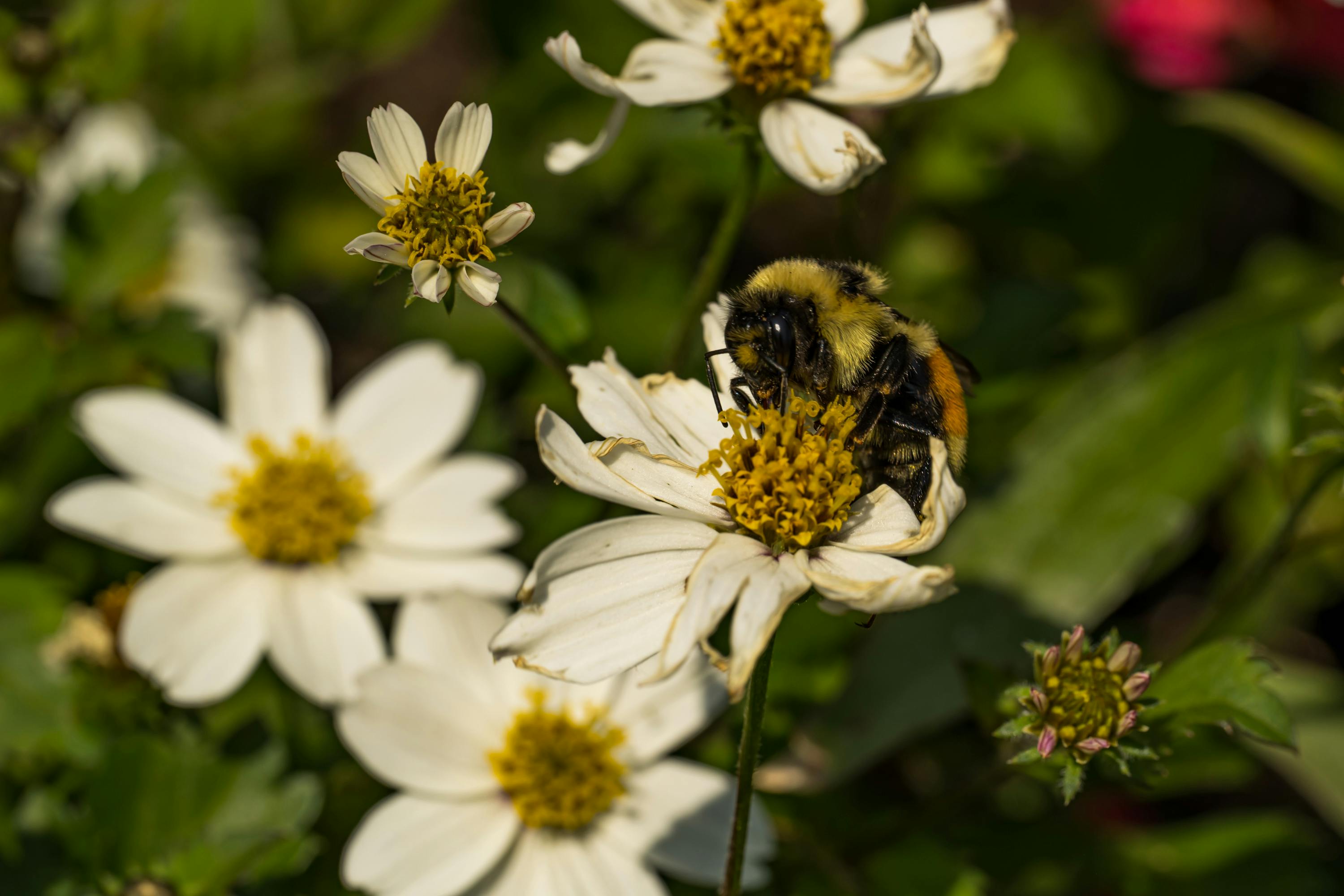 Macro shot of a bumblebee on a white flower surrounded by lush greenery, captured in summer.