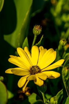 Close-up of a bright yellow flower in a sunlit garden, capturing nature's beauty in Rouyn-Noranda, Québec.