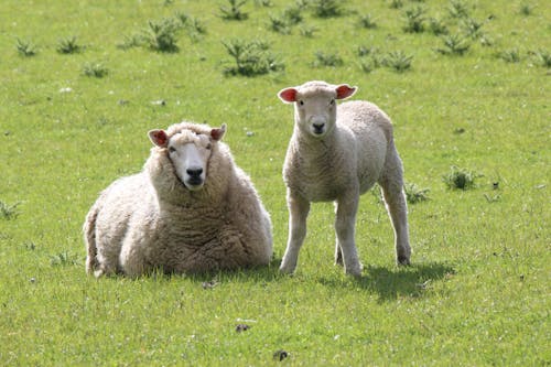 Бесплатное стоковое фото с животные, овца, природа