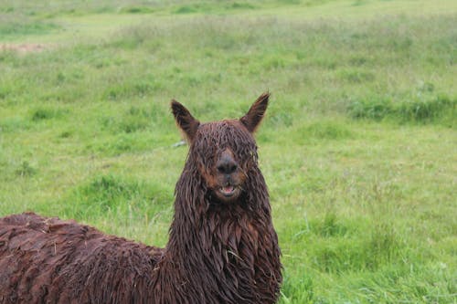 Foto d'estoc gratuïta de fotografia d'animals, llama, natura