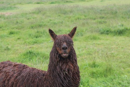 Free stock photo of animal photography, animal portrait, llama Stock Photo