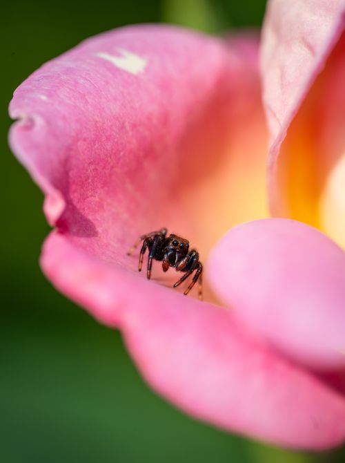 Free Macro shot of a jumping spider on a vibrant pink rose petal, emphasizing its detailed eyes. Stock Photo