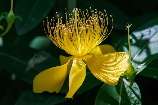 Close-up of a striking yellow flower with long, intricate filaments.