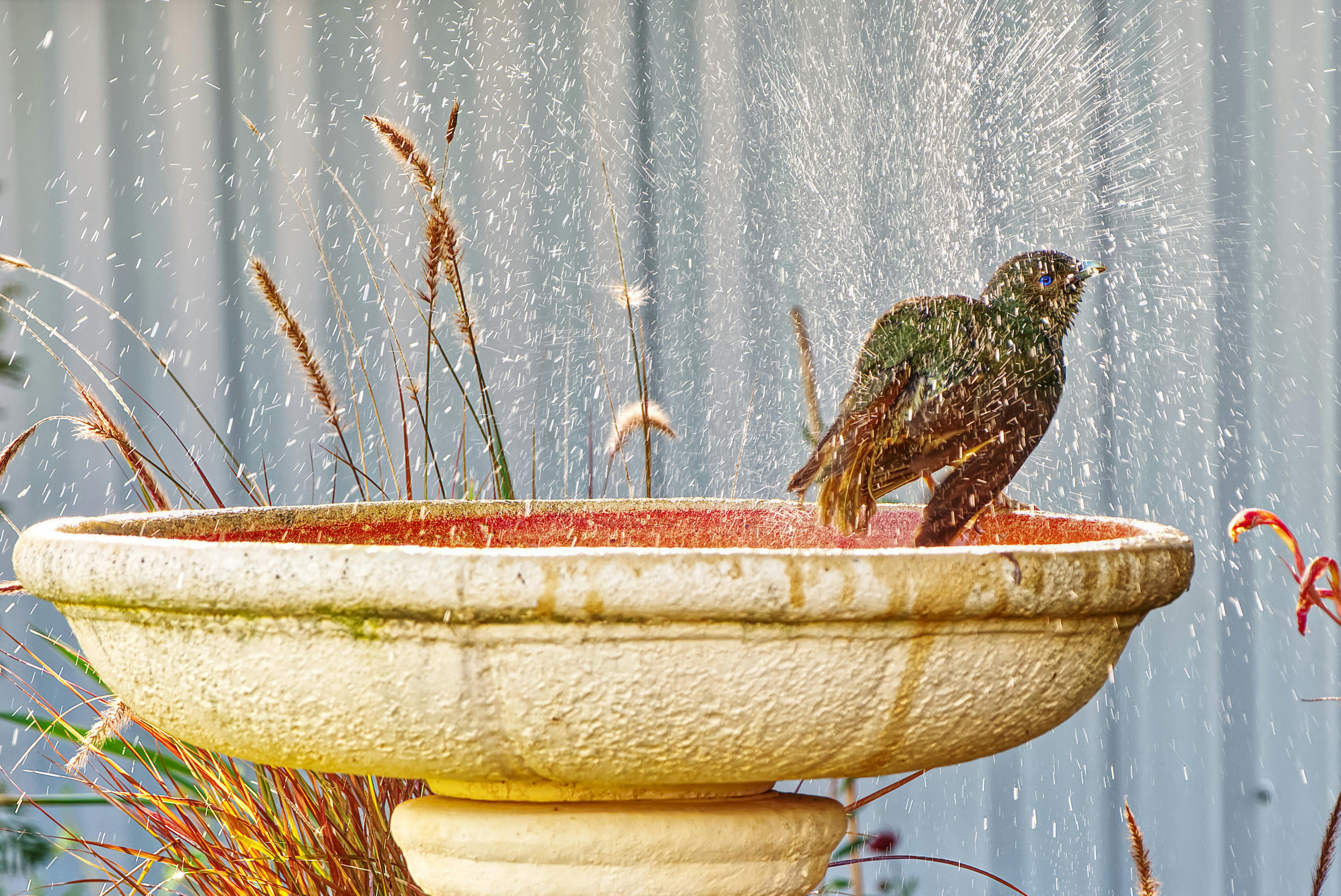 A vibrant bird enjoying a bath in a garden fountain with splashing water.