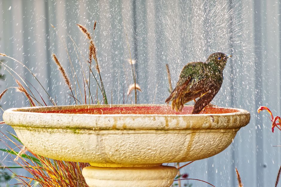 A vibrant bird enjoying a bath in a garden fountain with splashing water.