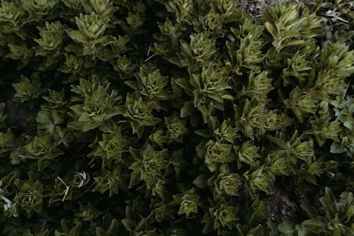 Green Plants