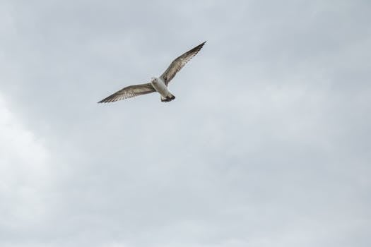 Afbeelding voor Lammergier in Groningen: Zeldzame roofvogel verdwaald