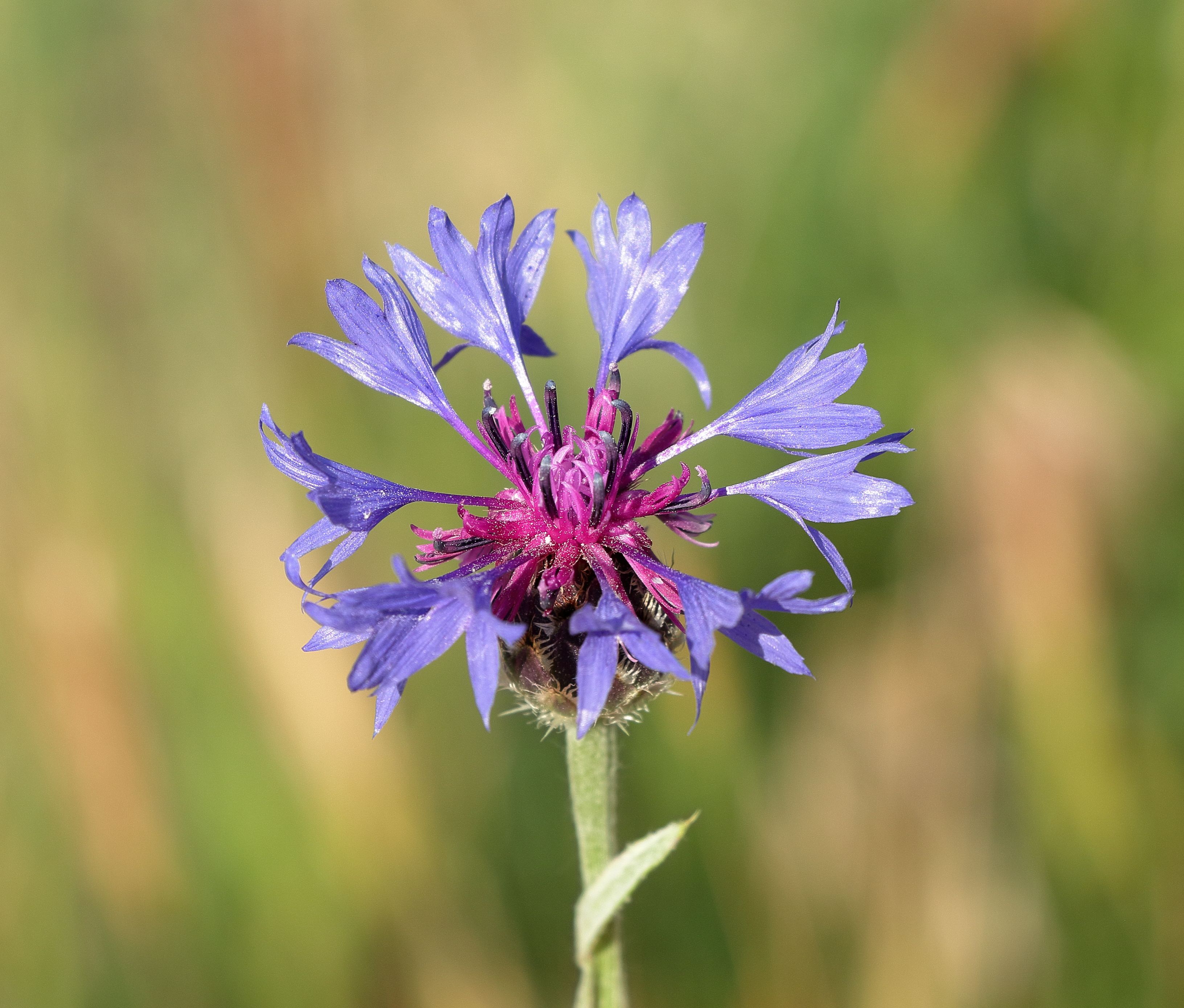 Cornflower Natural Herb