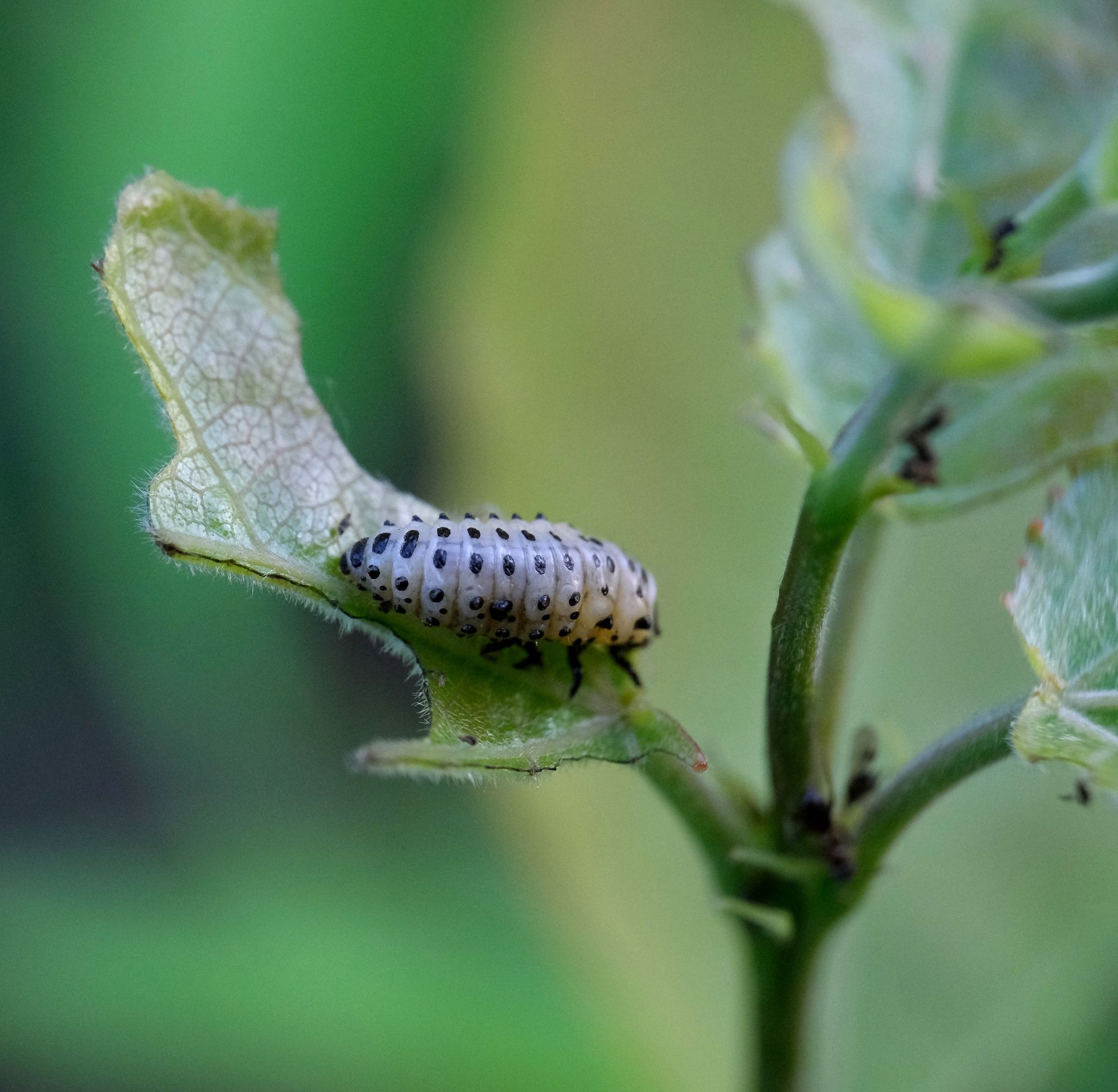 Detailed macro shot of a spotted larva feeding on a green leaf, showcasing nature's intricacy.
